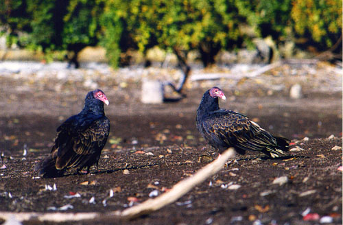 01TurkeyVultures