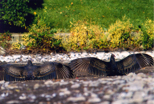 02TurkeyVultures