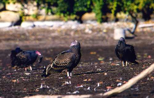 08TurkeyVultures