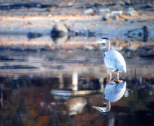 14BlueHeron