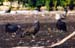 08TurkeyVultures