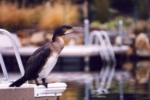 40Cormorant