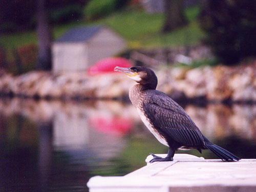 42Cormorant