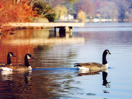 15CanadianGeese