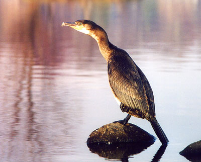 20Cormorant