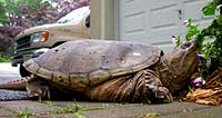 A large snapping turtle that wandered into the Rossitto's yard