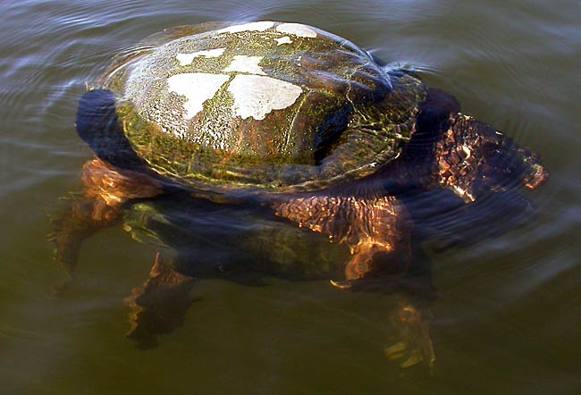10SnappingTurtles