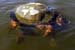 10SnappingTurtles
