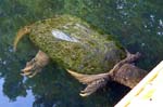 04NorthAmericanSnappingTurtle