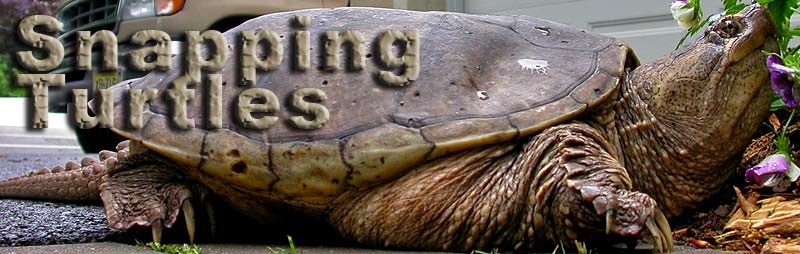 Snapping Turtles Banner