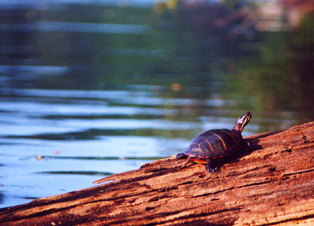 15BoxTurtle