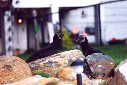 18TurkeyVultures