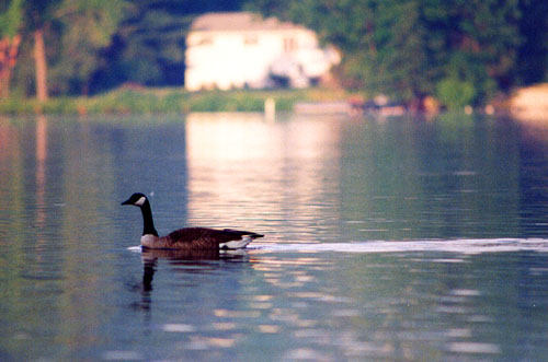 19CanadianGoose