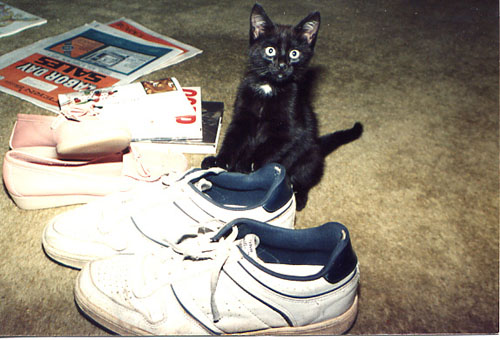 Bwana as a kitten