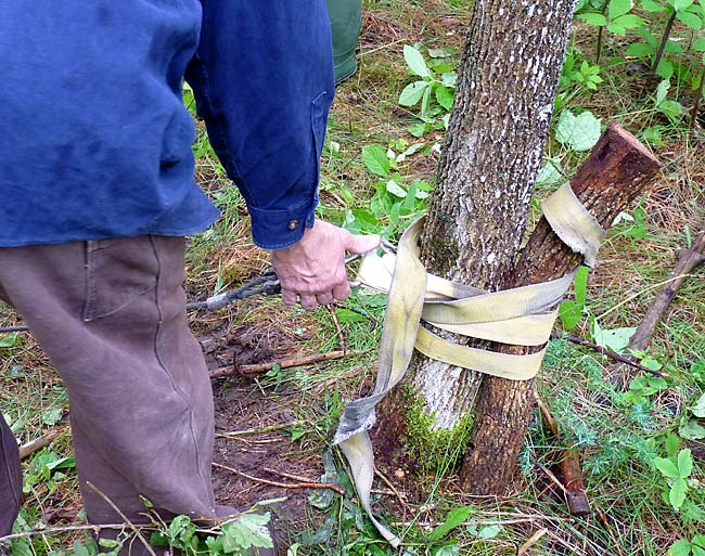 17ImprovisedTreeStrap