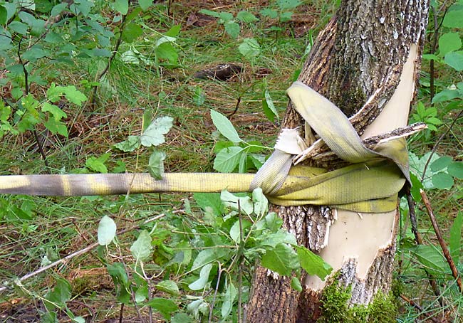 19ImprovisedTreeStrap
