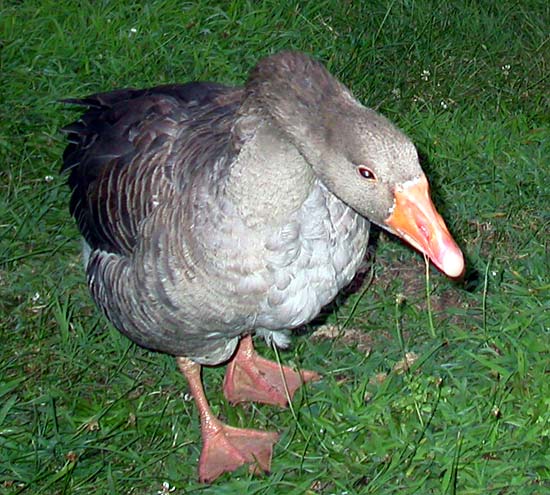 17AttackGoose