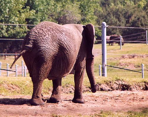 09Pachyderm