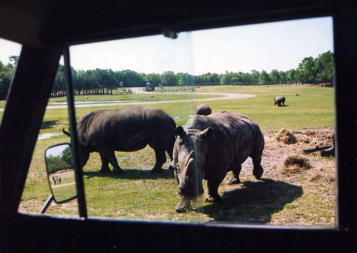 19MoreRhinos