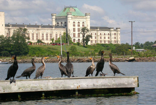 19Cormorants