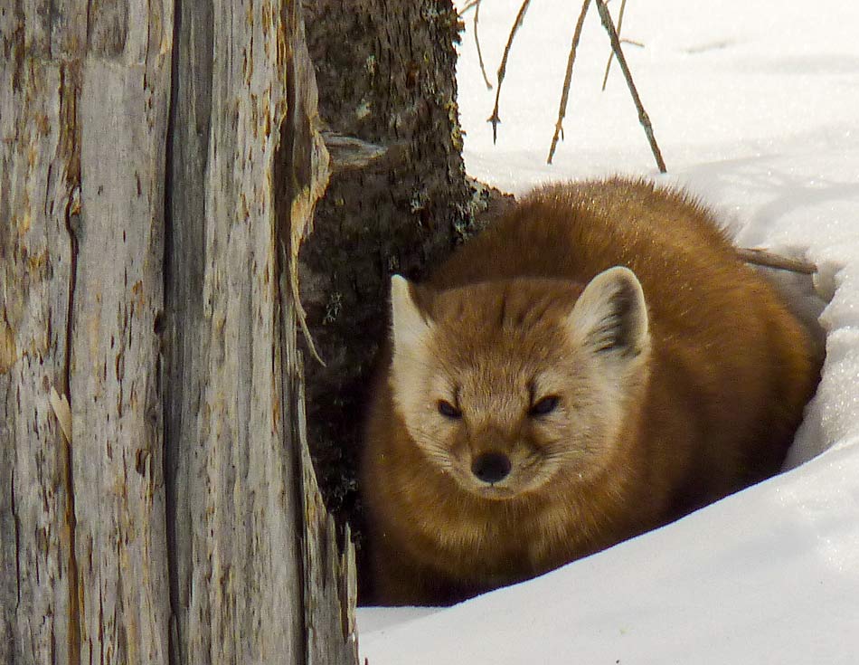 10PineMarten