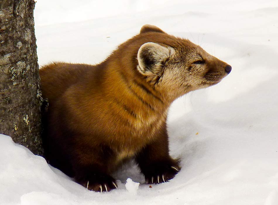 11PineMarten