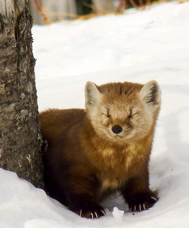 12PineMarten