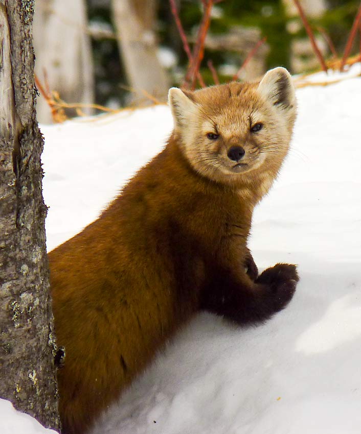 13PineMarten