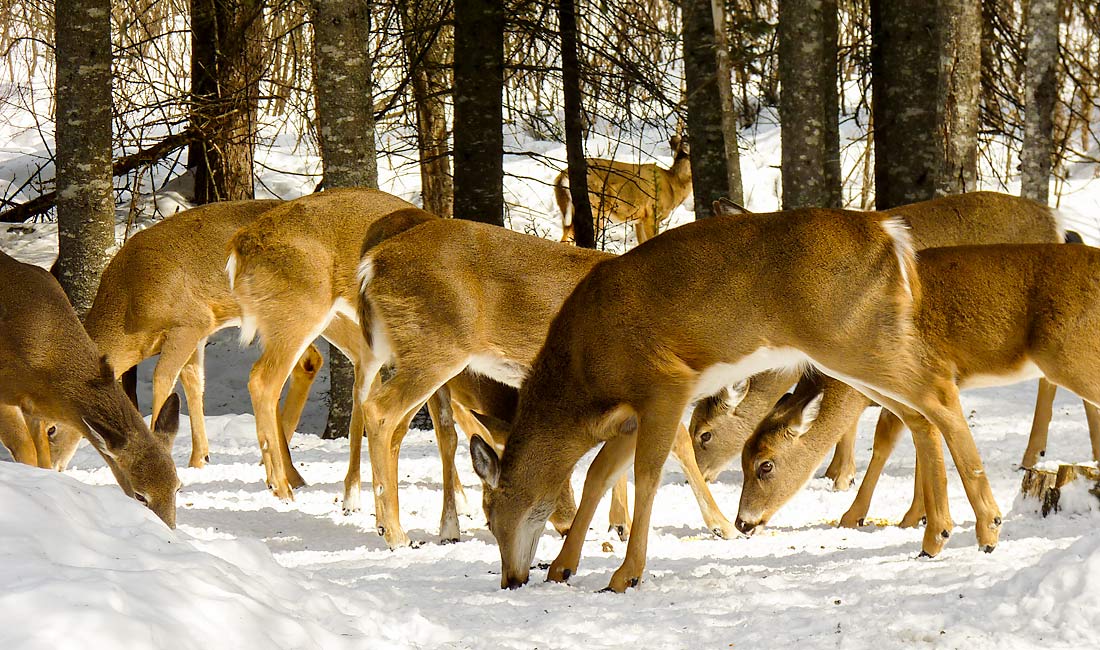 34HungryDeer