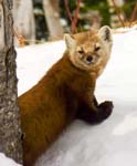 13PineMarten