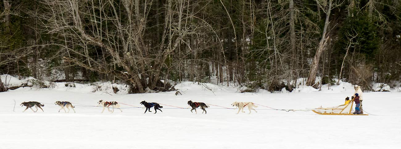 19DogSledders