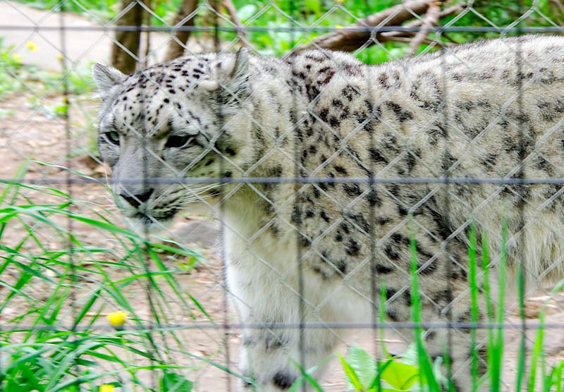 05SnowLeopard