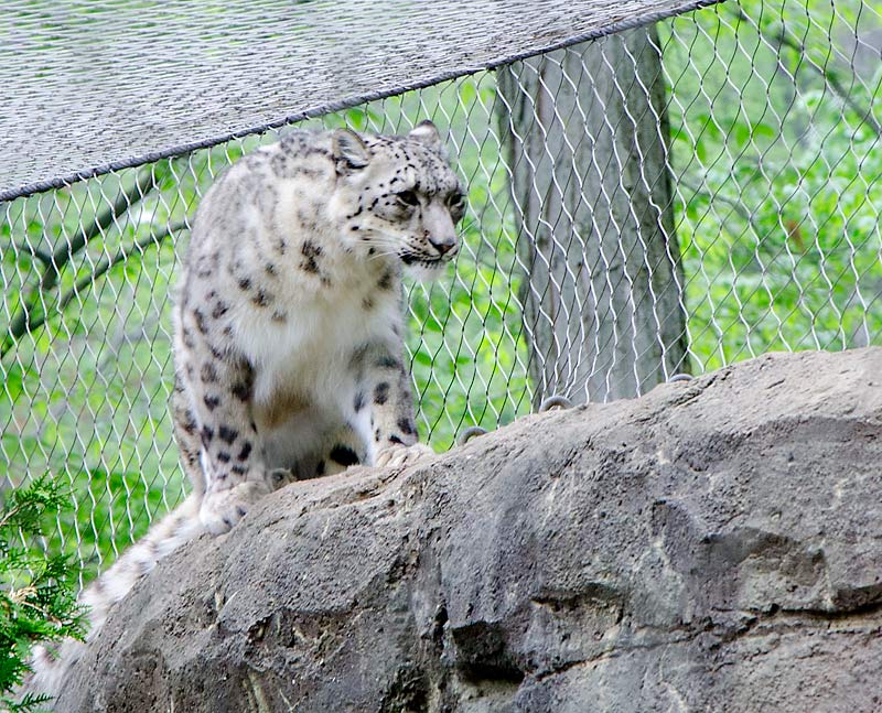 06SnowLeopard