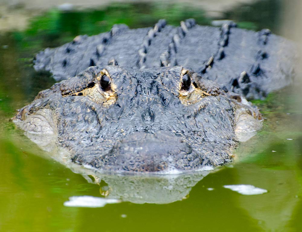 24Alligator