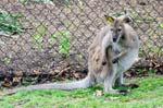 19Kangaroo