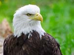 28BaldEagle