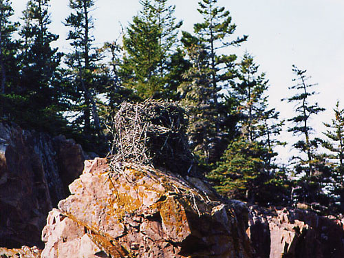NatureCruiseOspreyNest