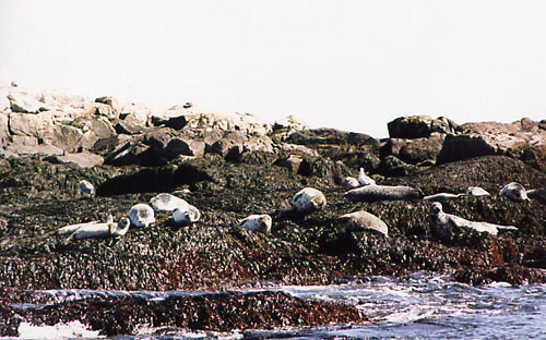 NatureCruiseSeals1