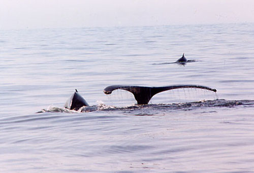 Whale1