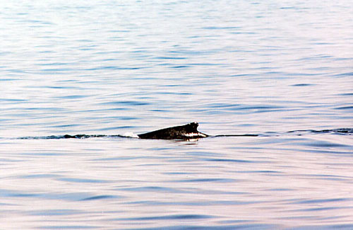 Whale2