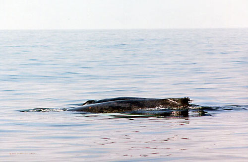 Whale3
