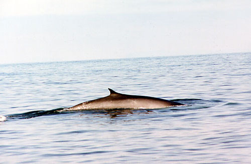 Whale4