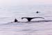 Whale1