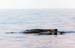 Whale3