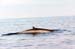 Whale4