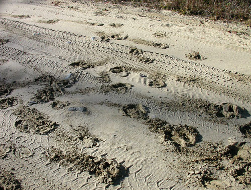 13MooseTracks