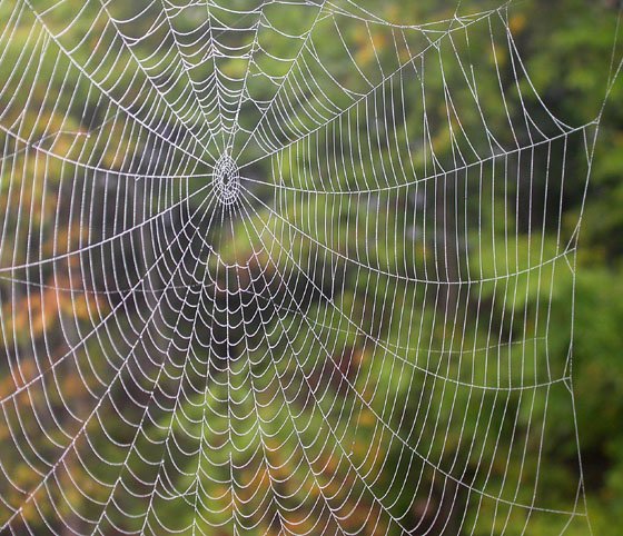 05SpiderWeb